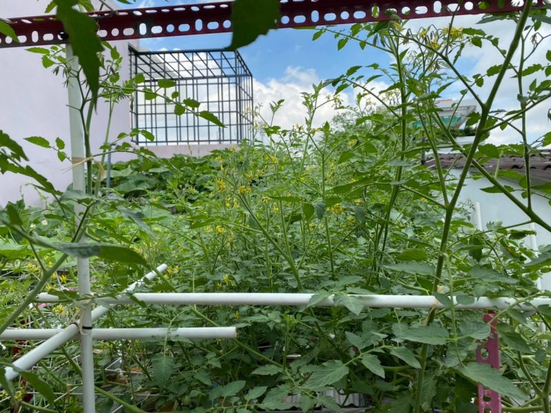 Phân Trùn Quế Sfarm Pb00